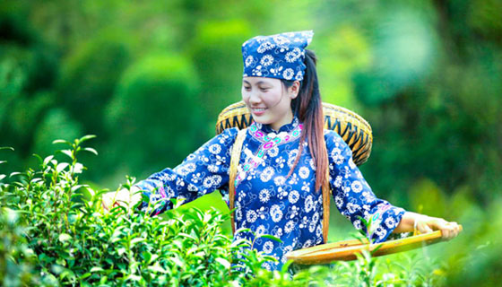 助農(nóng)有道，且看白族之鄉(xiāng)茶園好光景——“精準(zhǔn)扶貧十佳企業(yè)”湖南湘豐桑植白茶有限公司