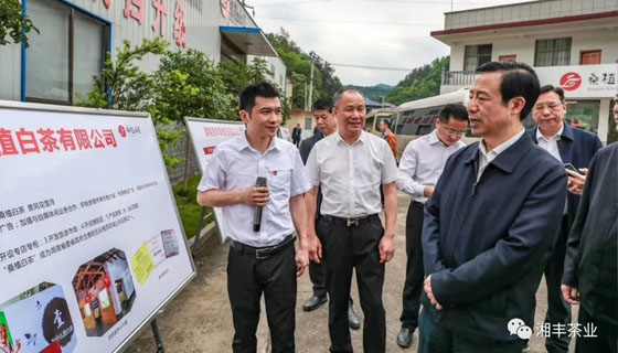 湖南省委副書(shū)記、省長(zhǎng)許達(dá)哲視察湘豐桑植白茶公司