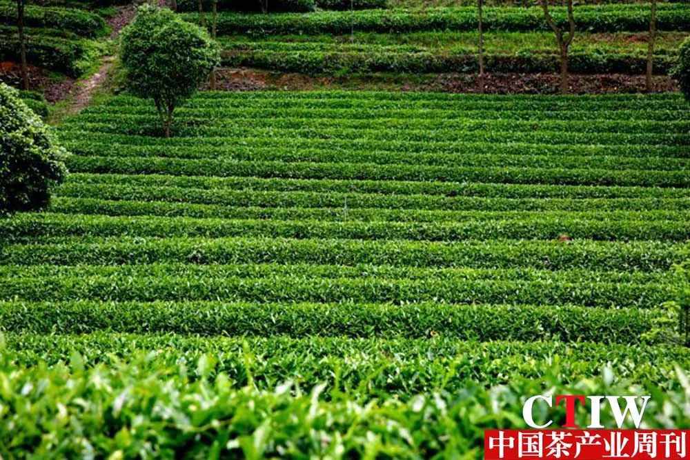 【湖南】長沙縣推動(dòng)產(chǎn)業(yè)鏈升級(jí)——一片茶葉帶動(dòng)三產(chǎn)融合